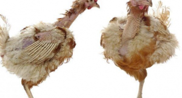 Proč dochází u kuřat ke ztrátě peří?